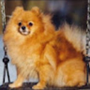 Meet your Posher, Darla